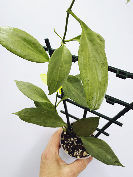 Hoya new guinea ghost