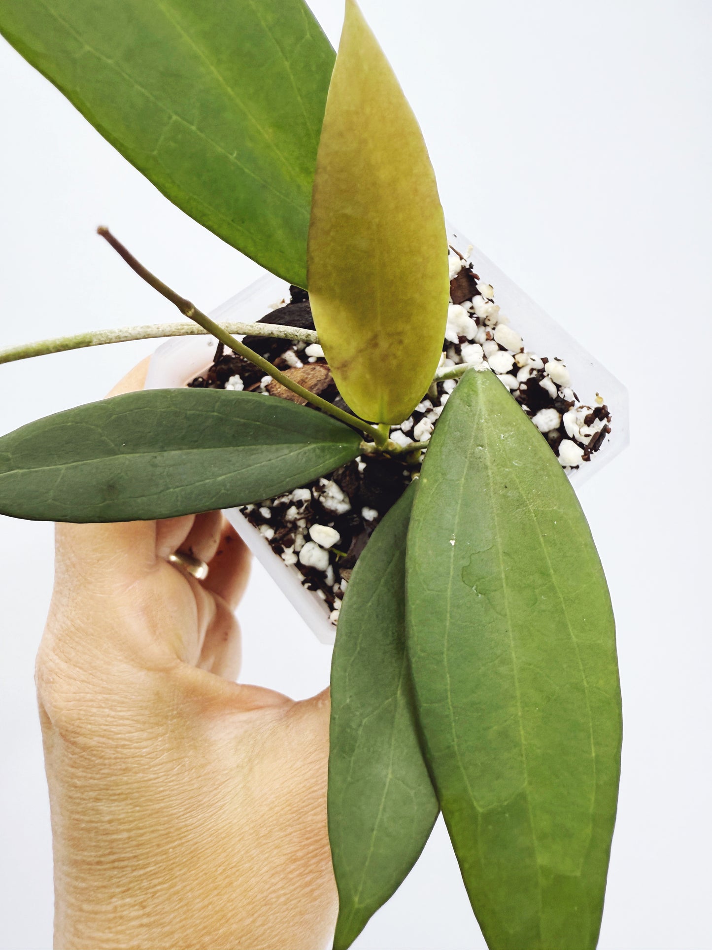 Hoya microdwarf