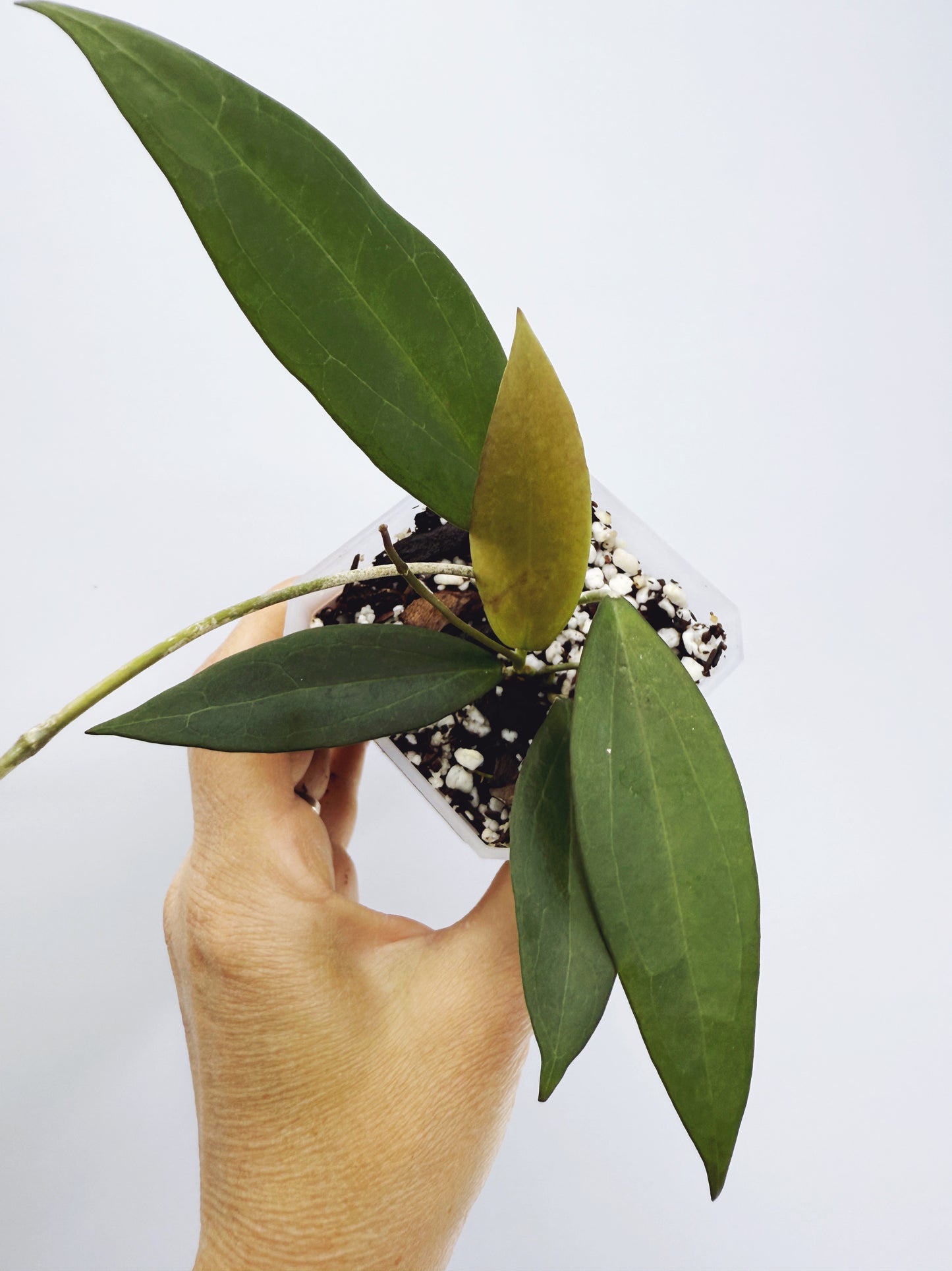 Hoya microdwarf