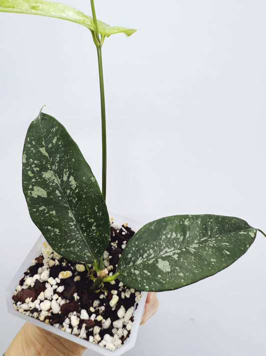 Hoya campanulata splash