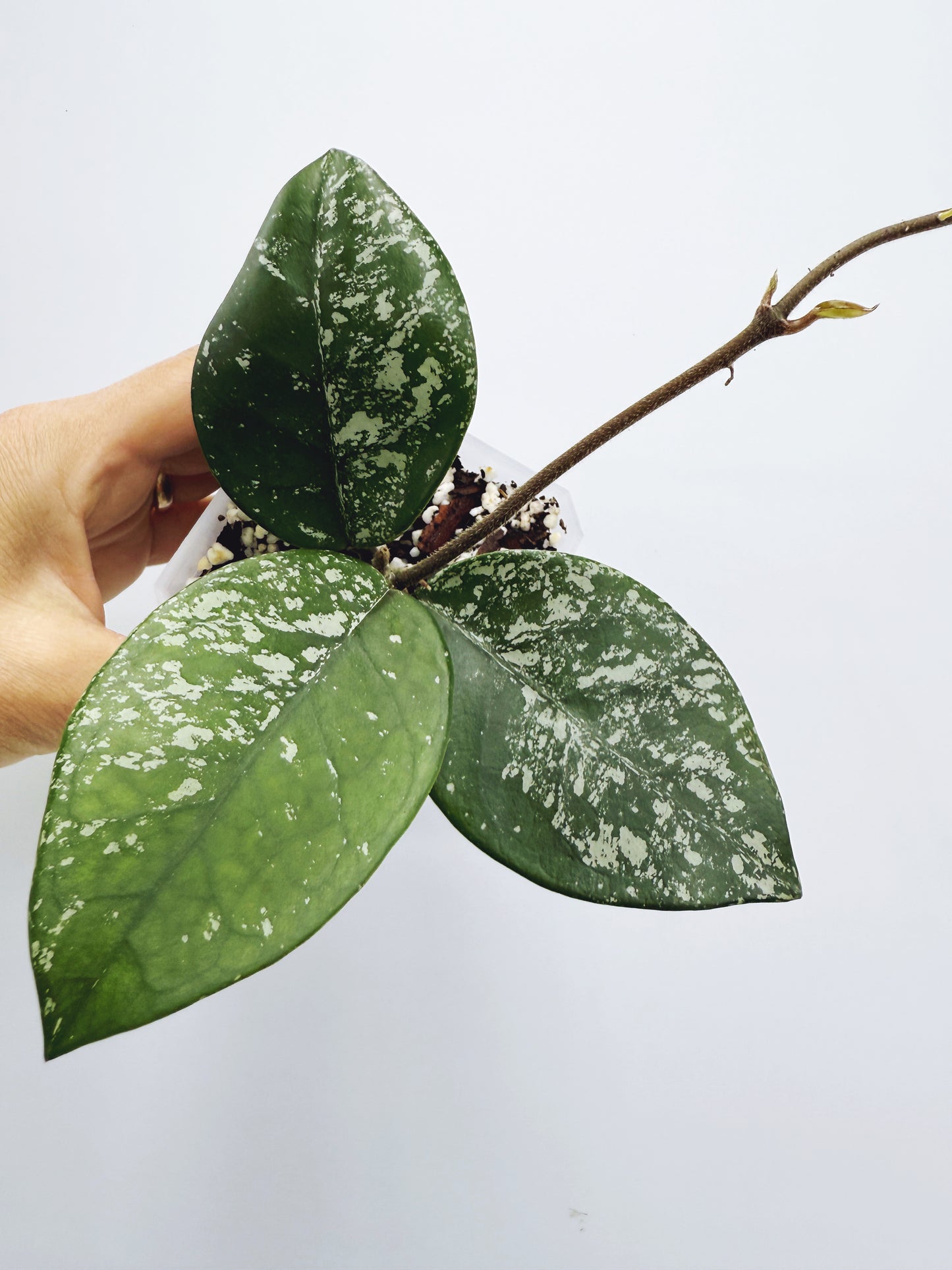 Hoya freckles splash