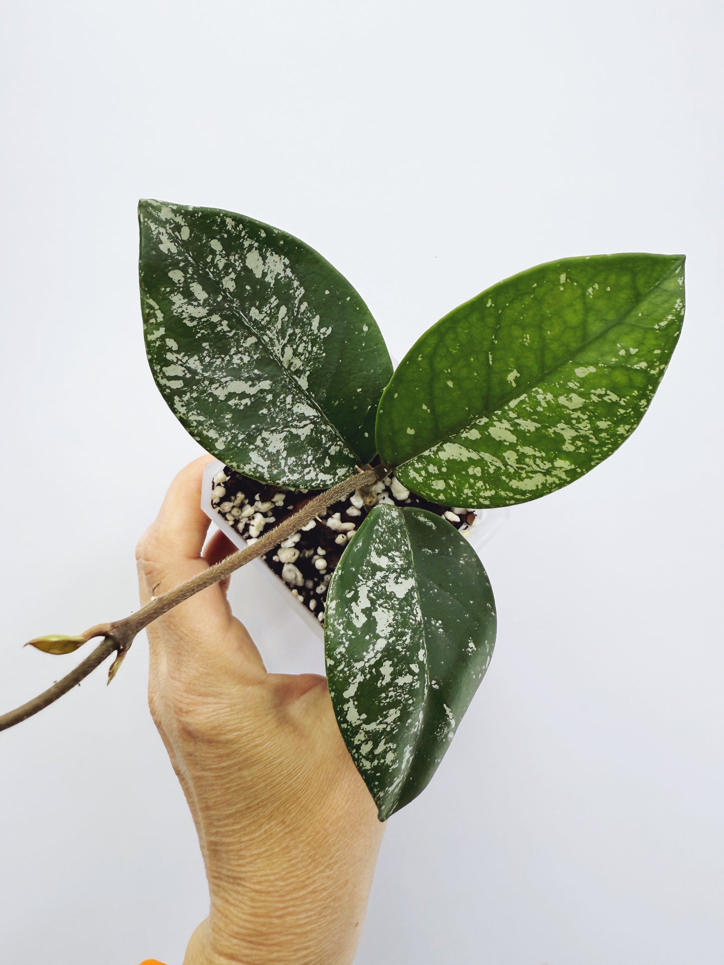 Hoya freckles splash