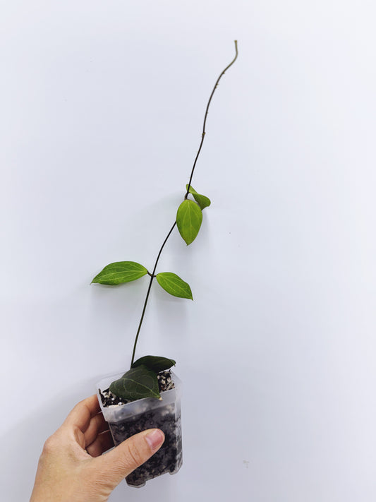Hoya camphorifolia