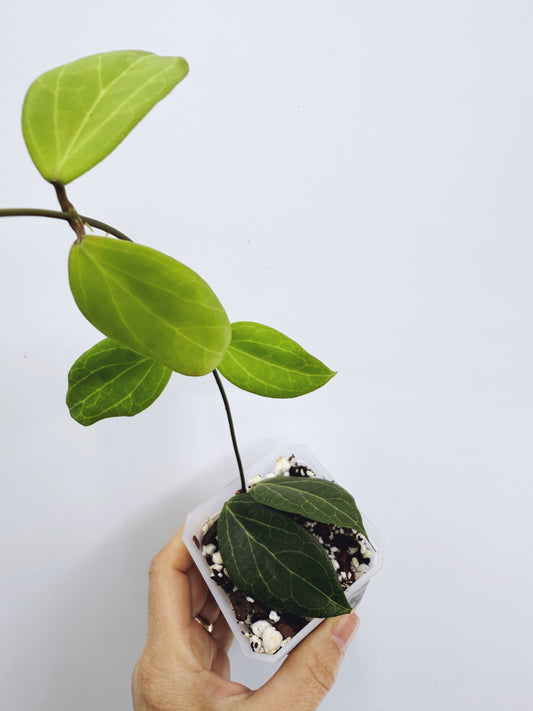 Hoya camphorifolia