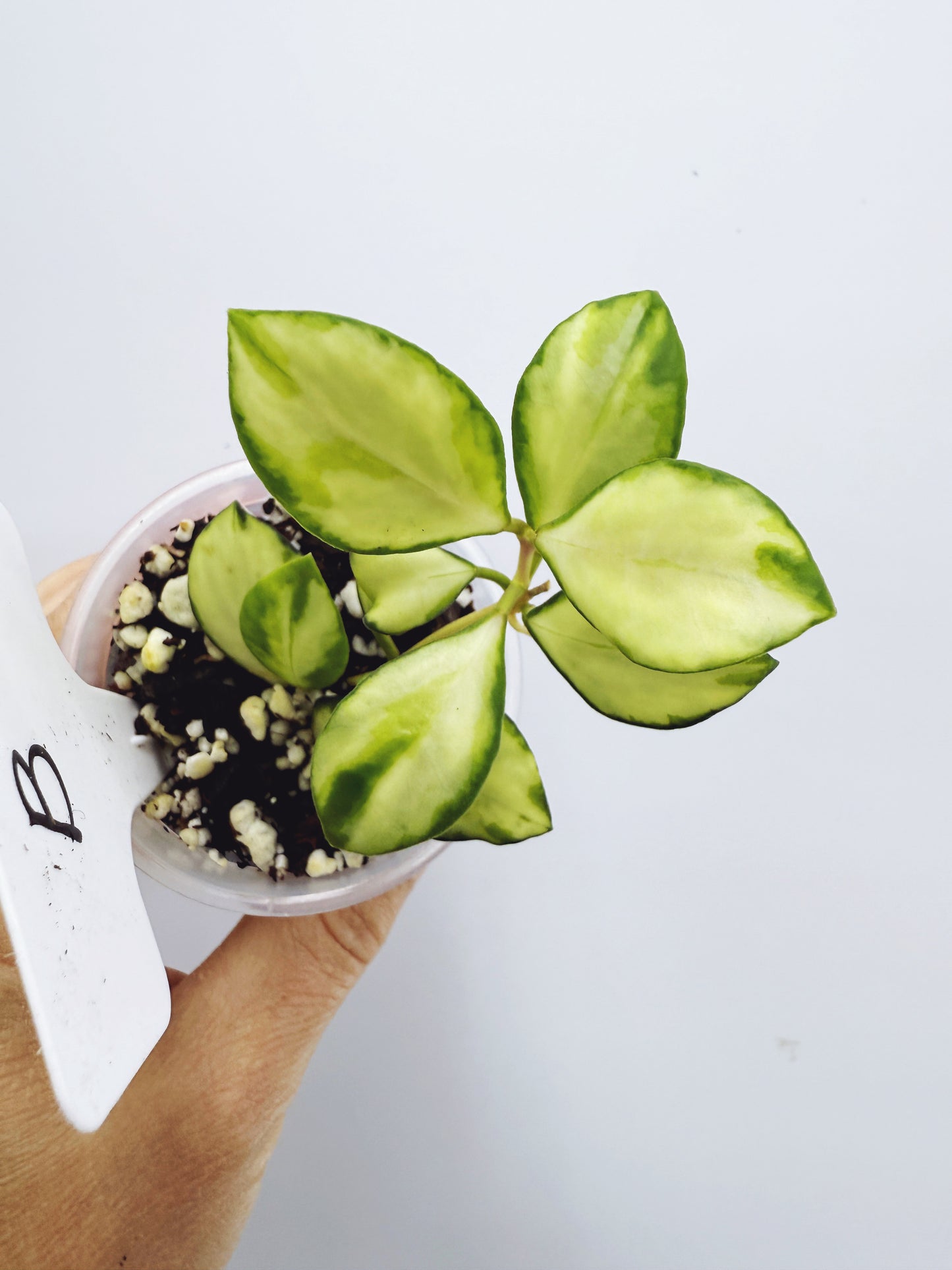 Hoya heuschkeliana variegata (Plant B)
