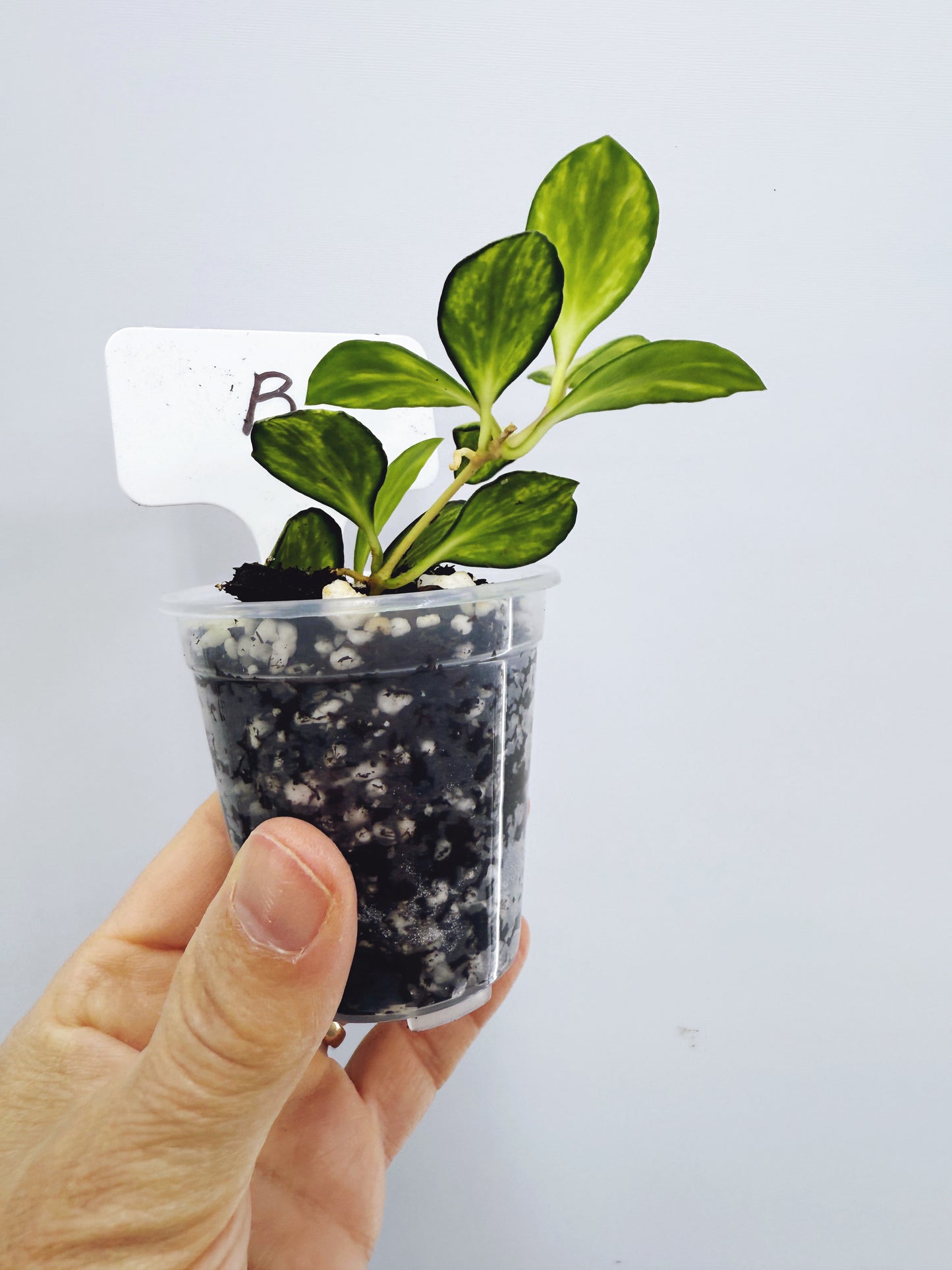 Hoya heuschkeliana variegata (Plant B)