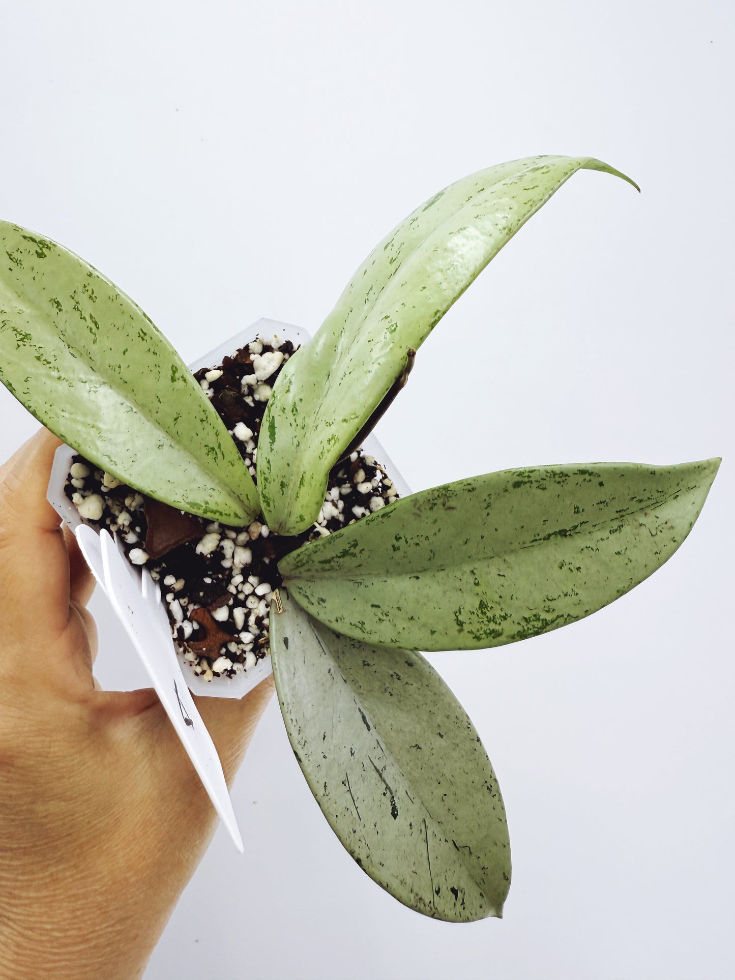 Hoya pubicalyx pink silver ghost (plant A)