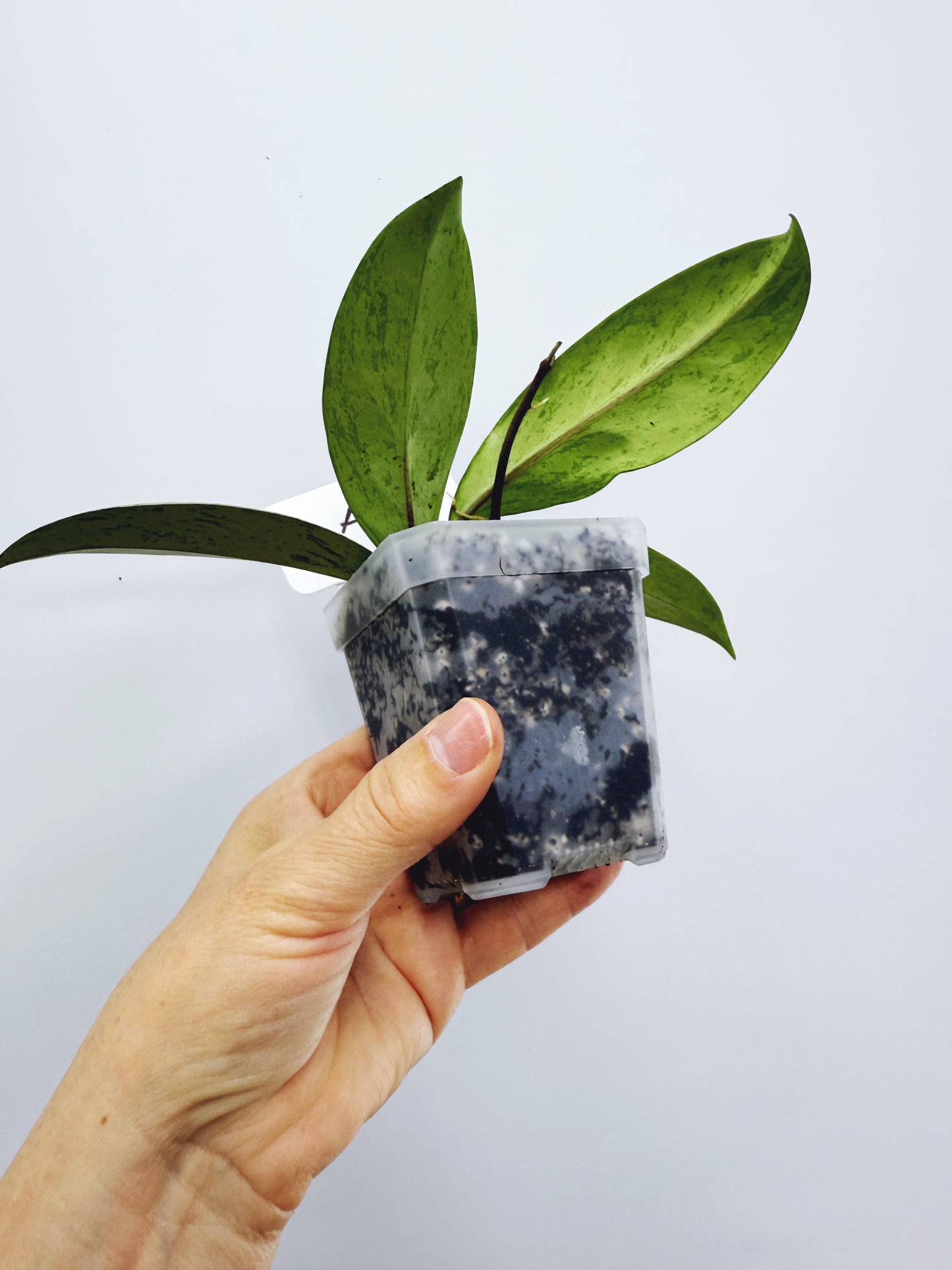 Hoya pubicalyx pink silver ghost (plant A)