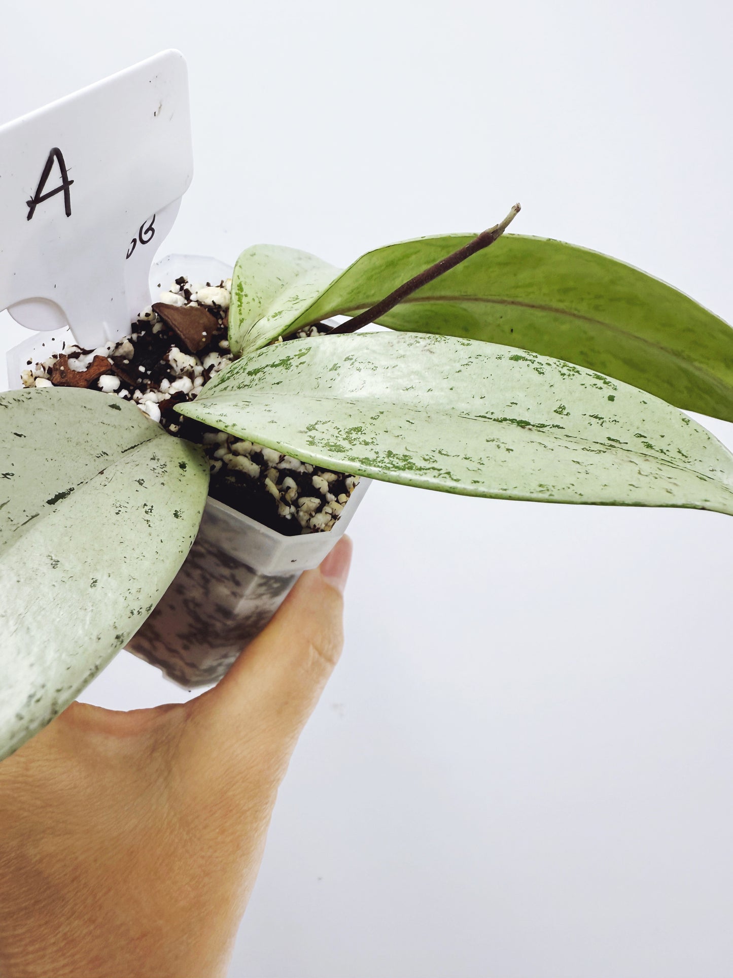 Hoya pubicalyx pink silver ghost (plant A)