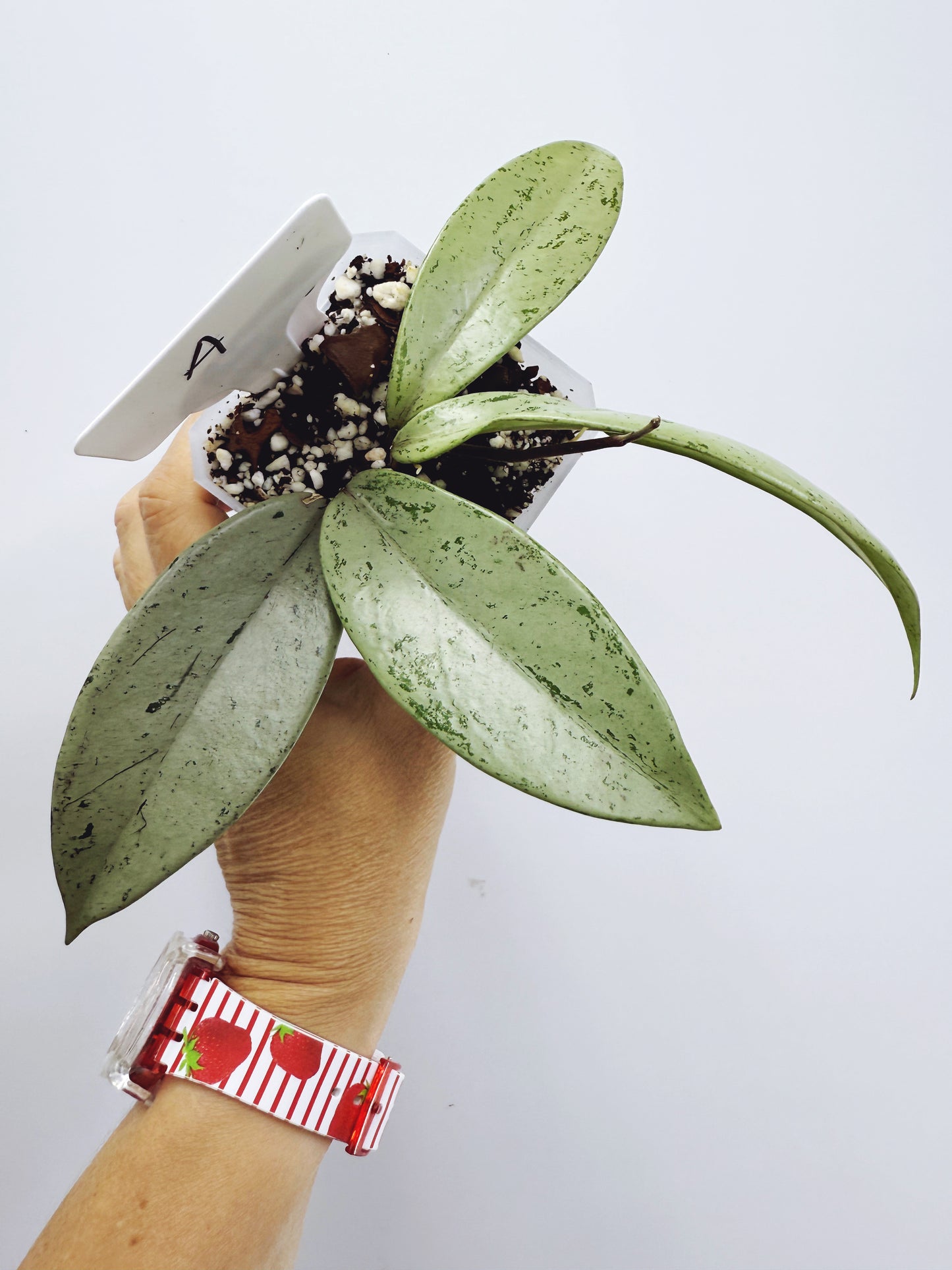 Hoya pubicalyx pink silver ghost (plant A)