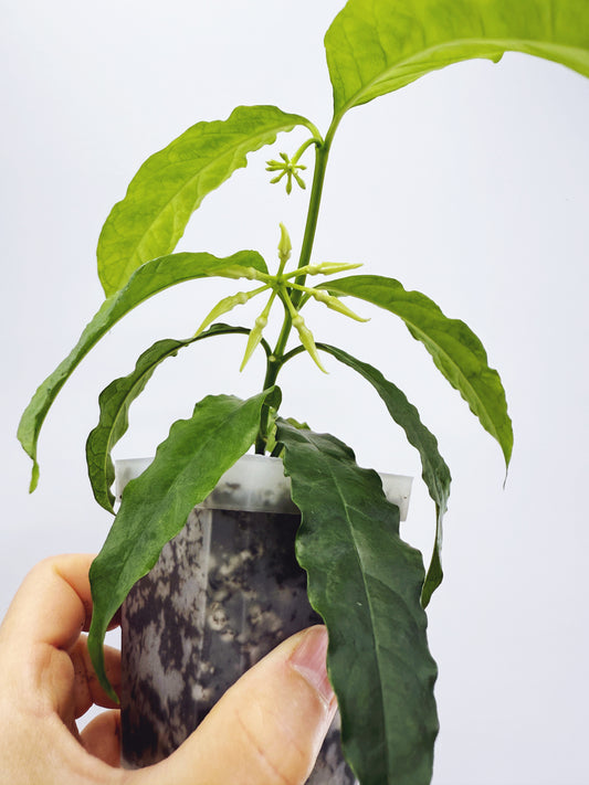 Hoya decipulae