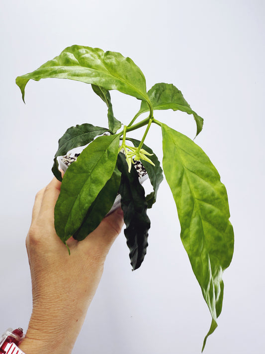 Hoya decipulae