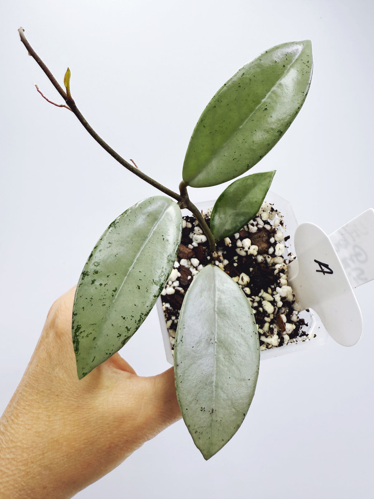 Hoya wilbur graves silver (plant A)
