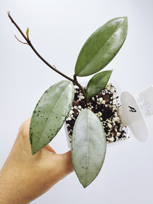 Hoya wilbur graves silver (plant A)