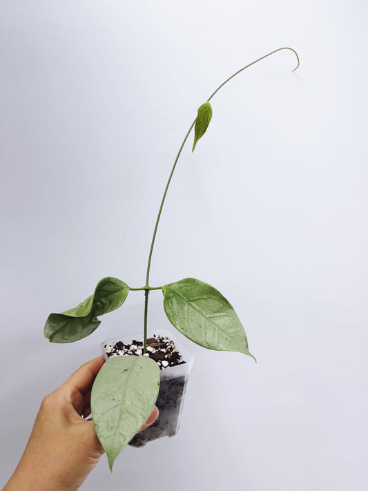 Hoya coriacea silver