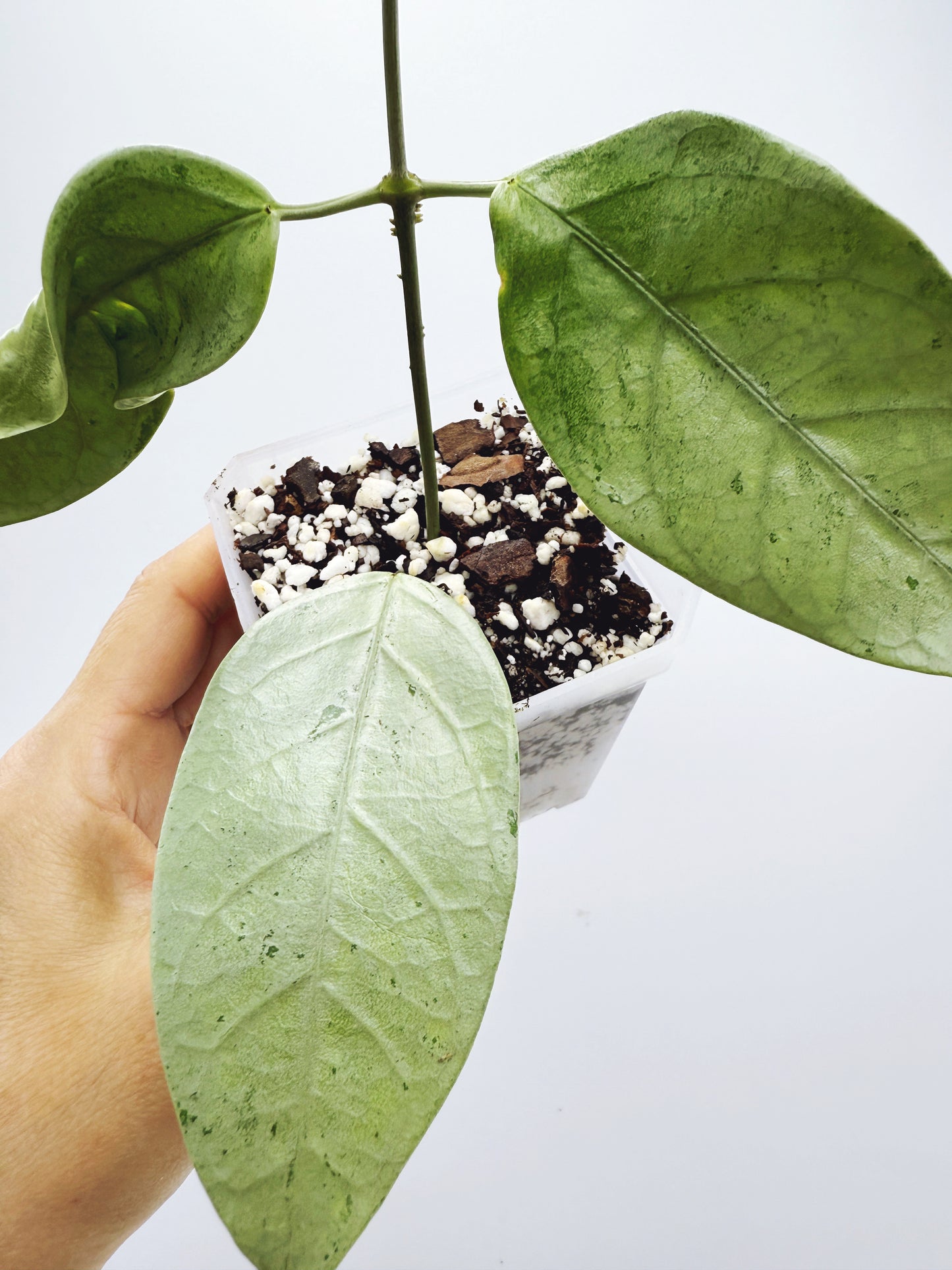 Hoya coriacea silver