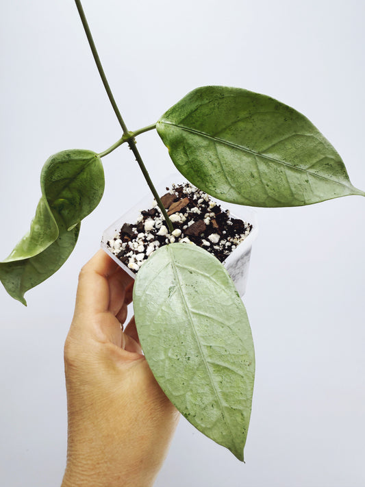 Hoya coriacea silver