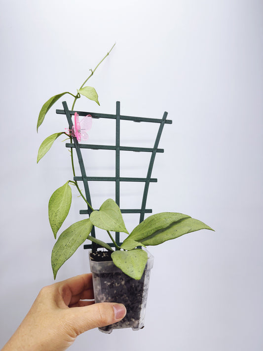 Hoya new guinea ghost
