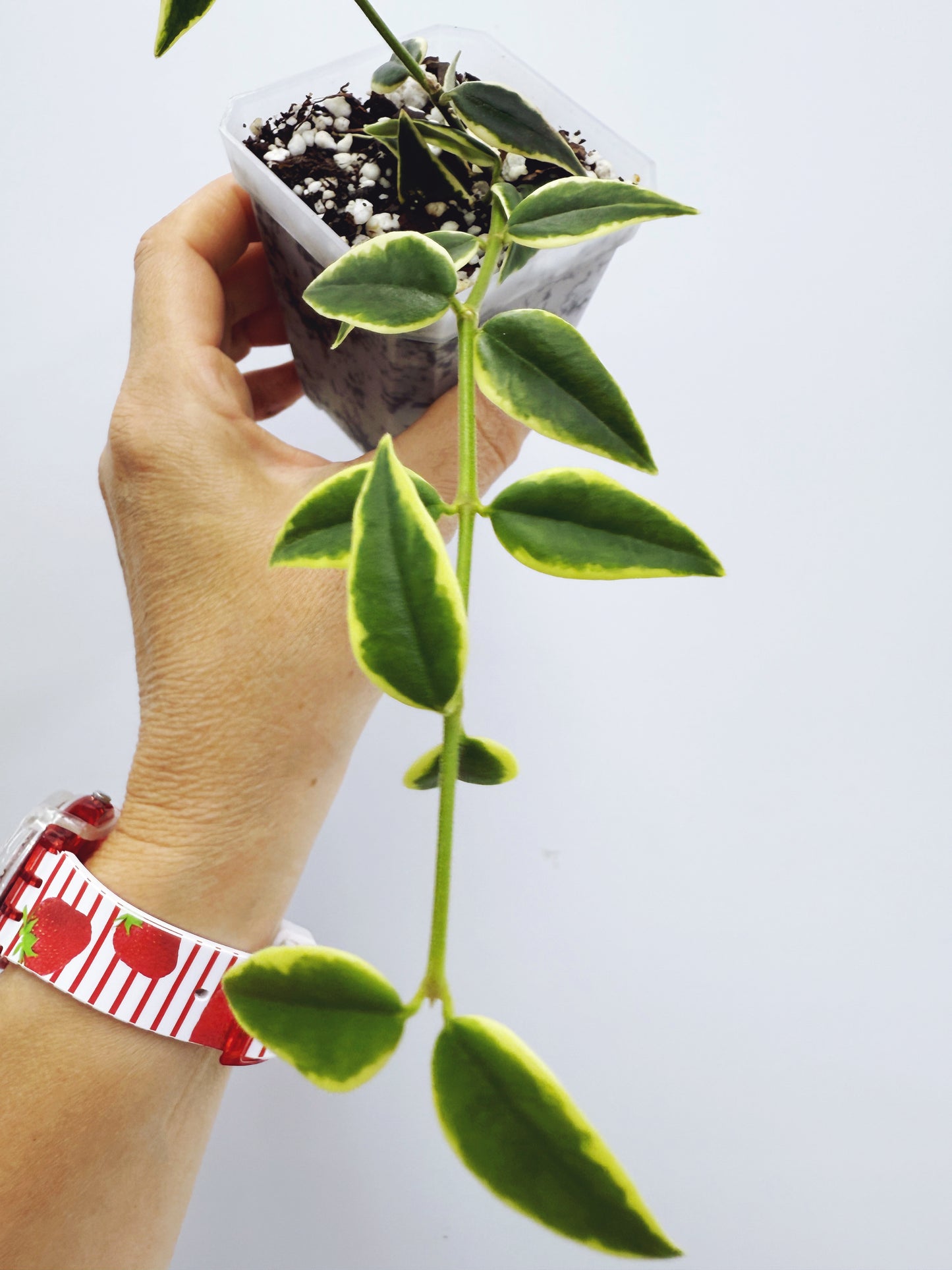 Hoya bella outer variegated