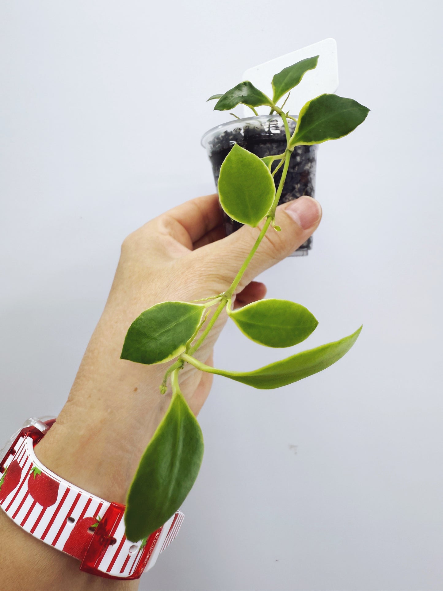 Hoya heuschkeliana albomarginata (plant A)