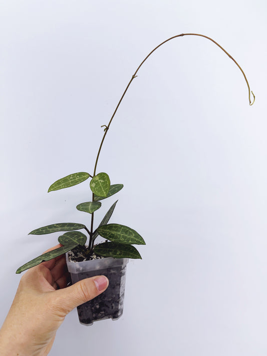 Hoya elliptica black petiole