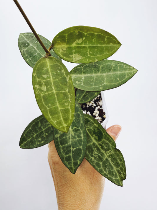 Hoya elliptica black petiole