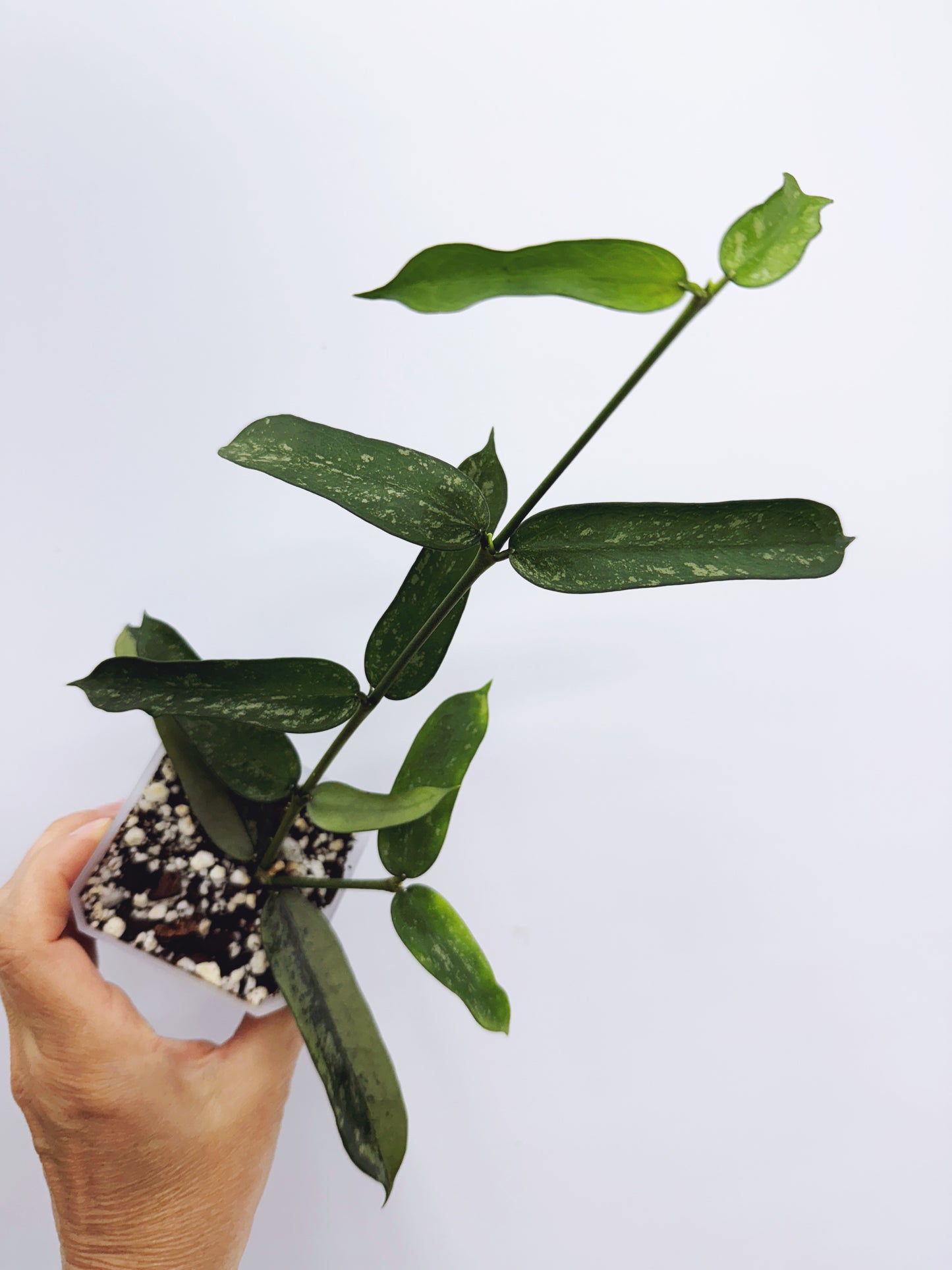 Hoya pandurata splash