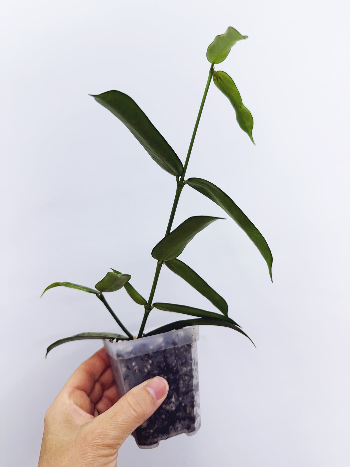 Hoya pandurata splash