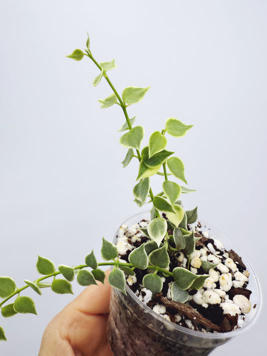 Dischidia ruscifolia variegata