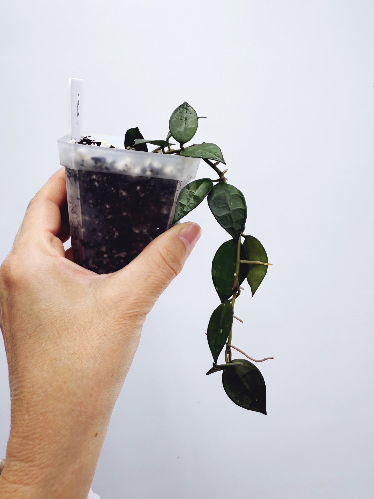 Hoya Krohniana Black Plant B