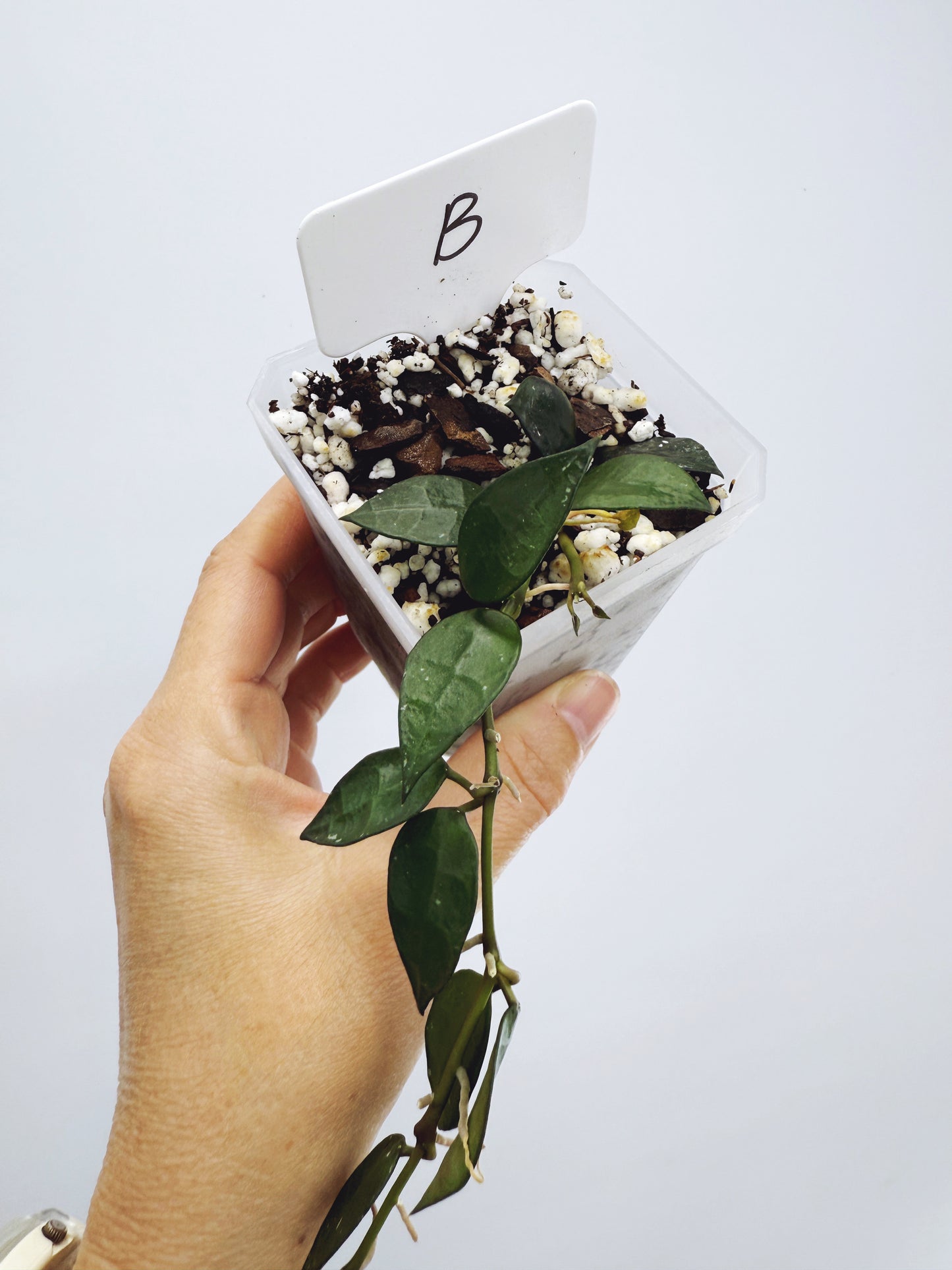 Hoya Krohniana Black Plant B