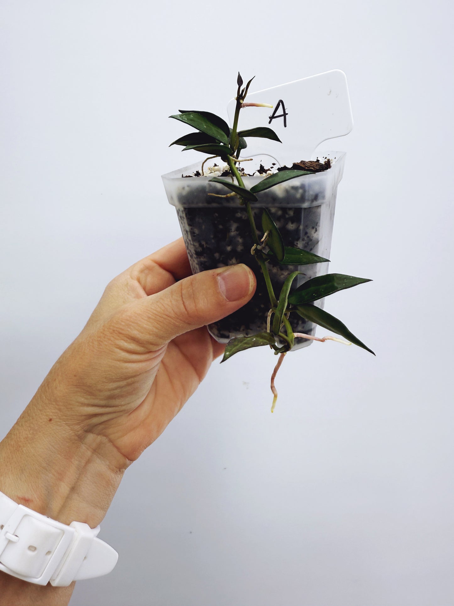 Hoya Krohniana Black Plant A