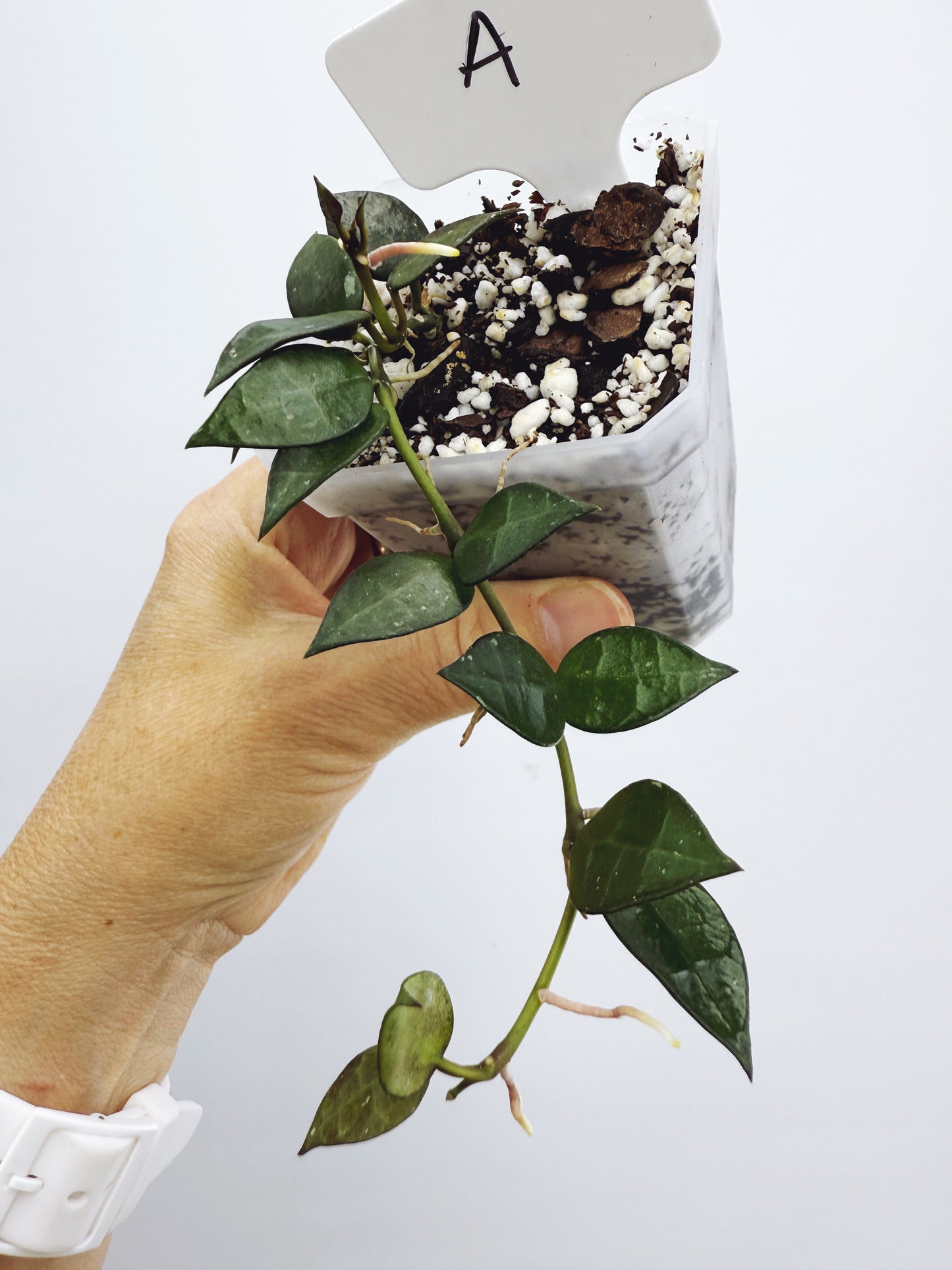 Hoya Krohniana Black Plant A