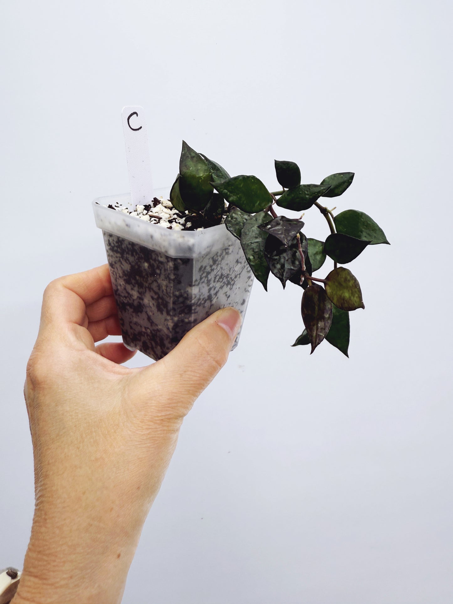 Hoya Krohniana Black Plant C