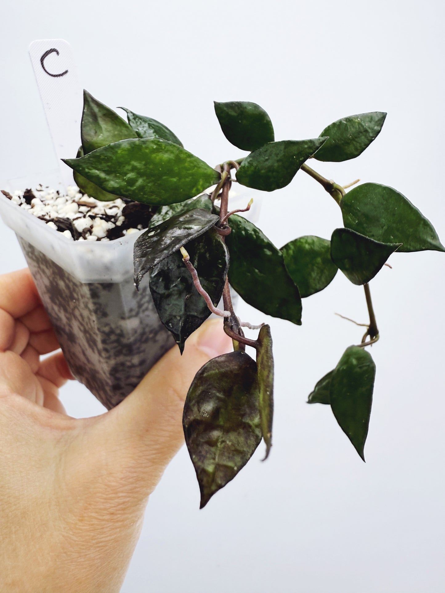 Hoya Krohniana Black Plant C