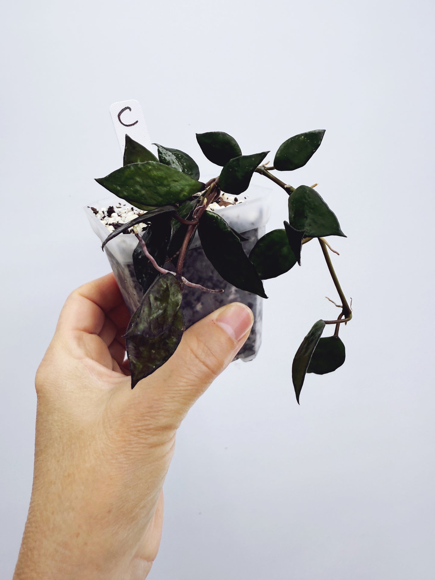 Hoya Krohniana Black Plant C
