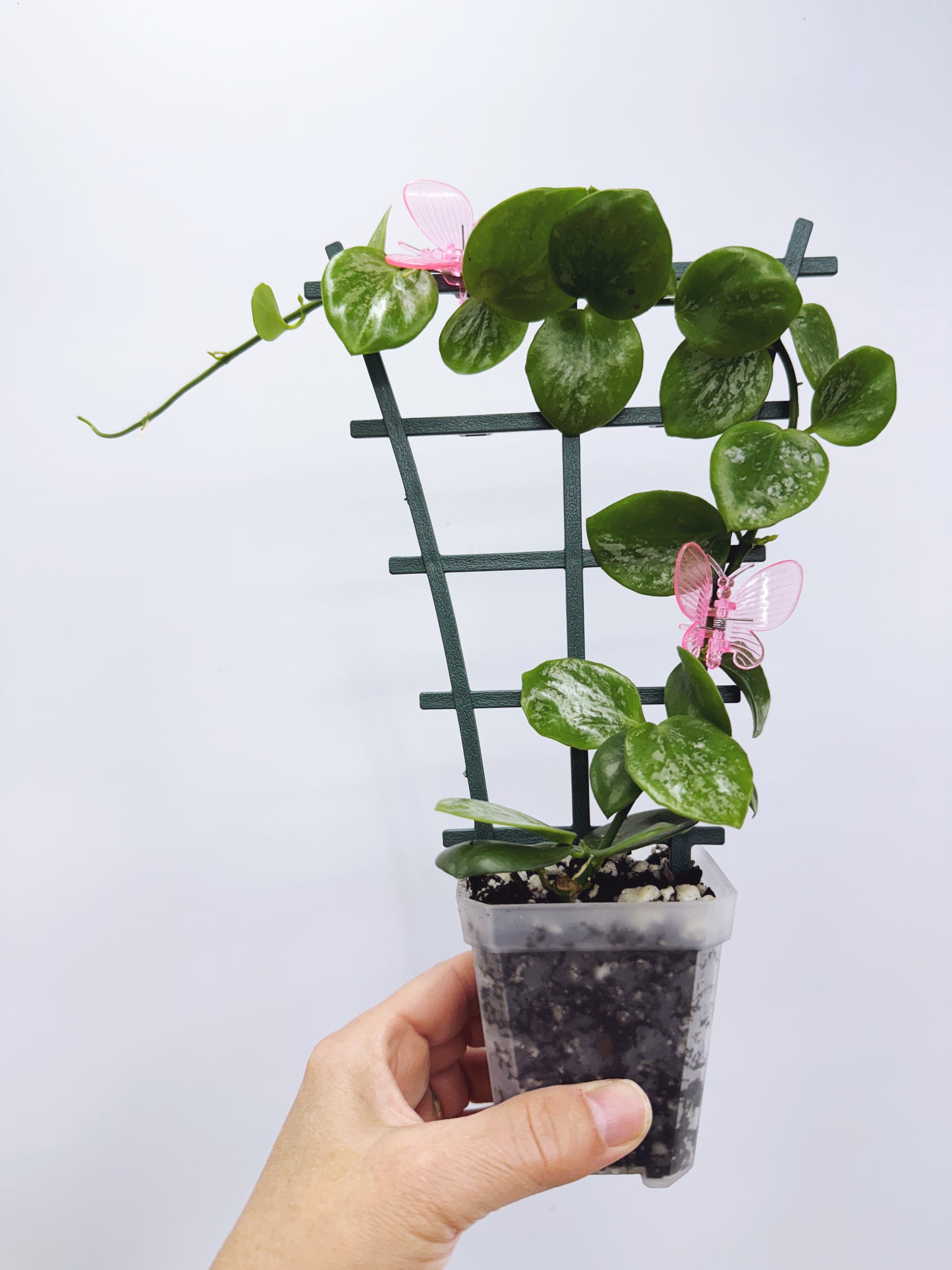 Hoya collina sp. biak
