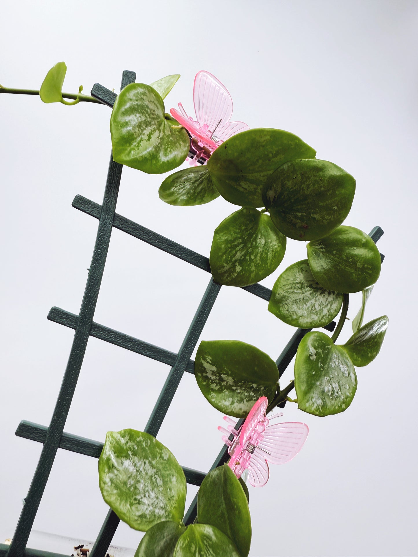Hoya collina sp. biak
