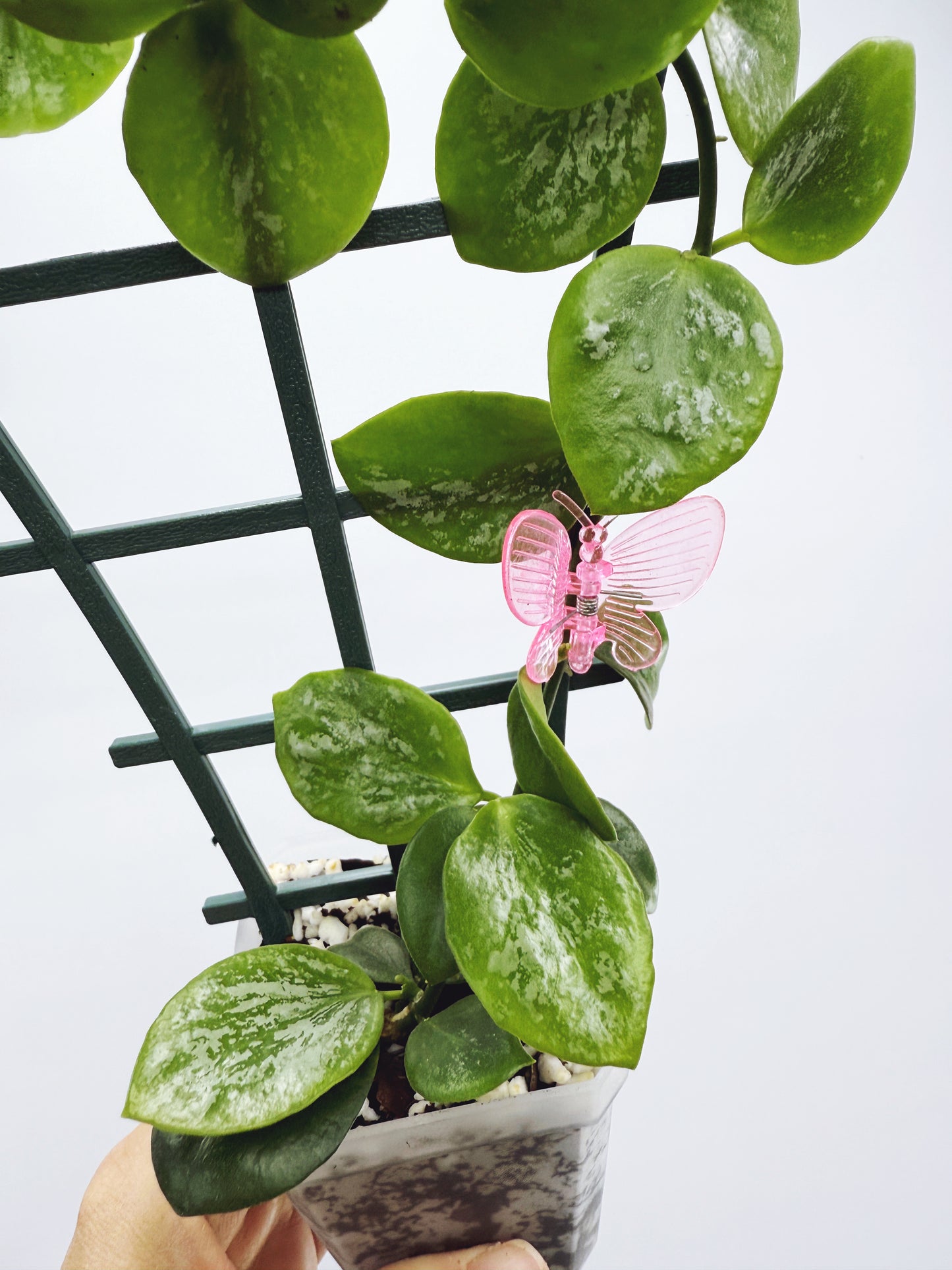 Hoya collina sp. biak