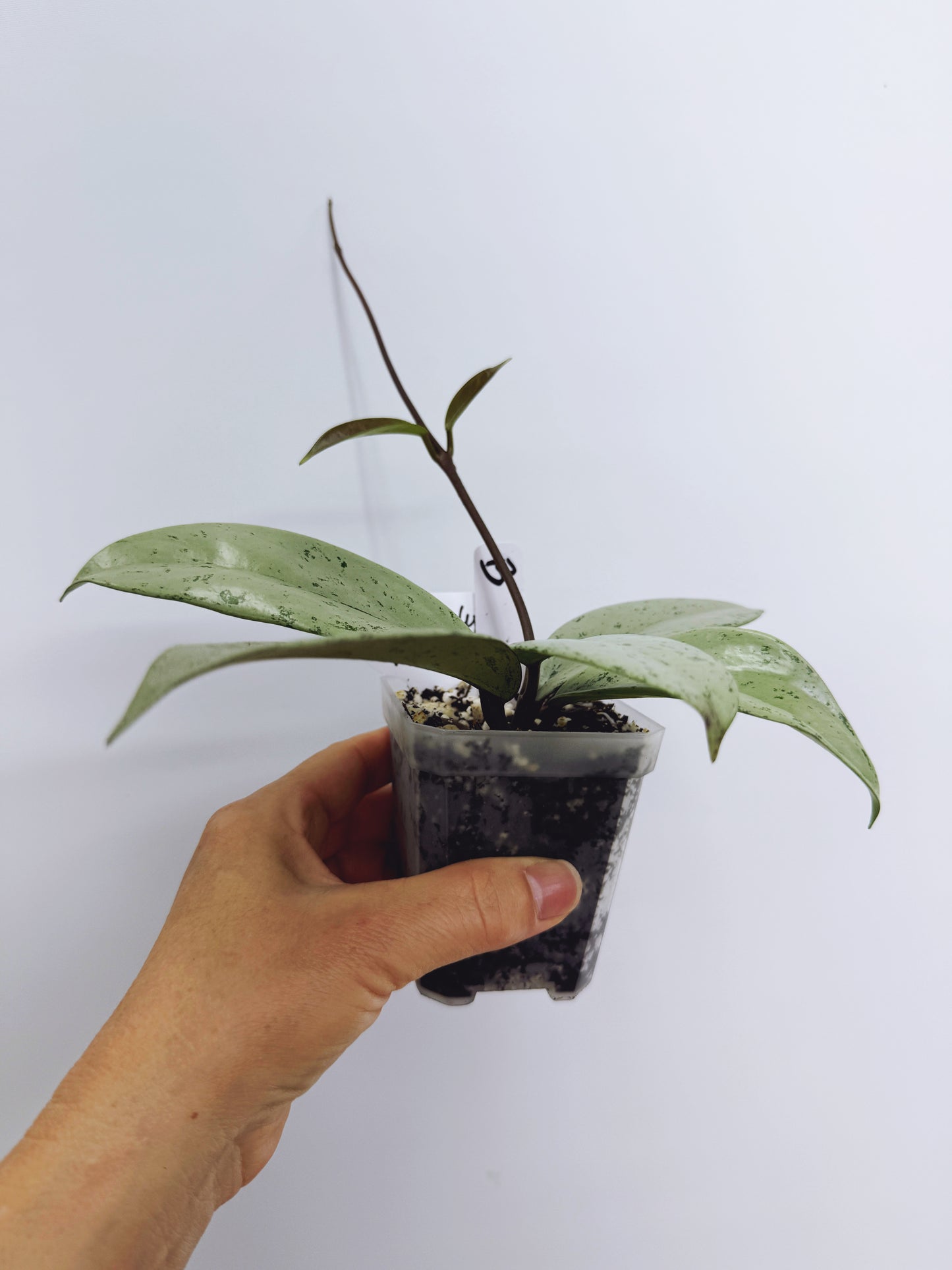 Hoya pubicalyx pink silver ghost (plant B)