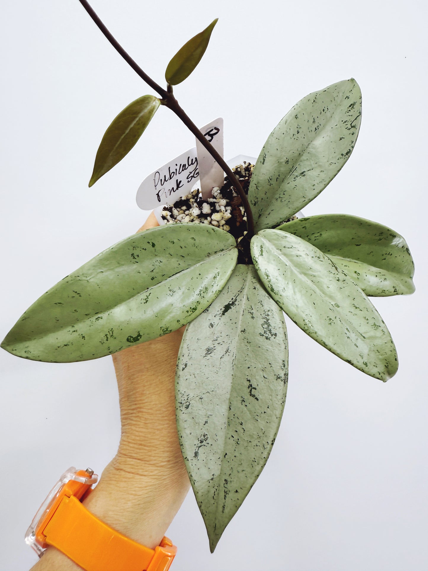 Hoya pubicalyx pink silver ghost (plant B)