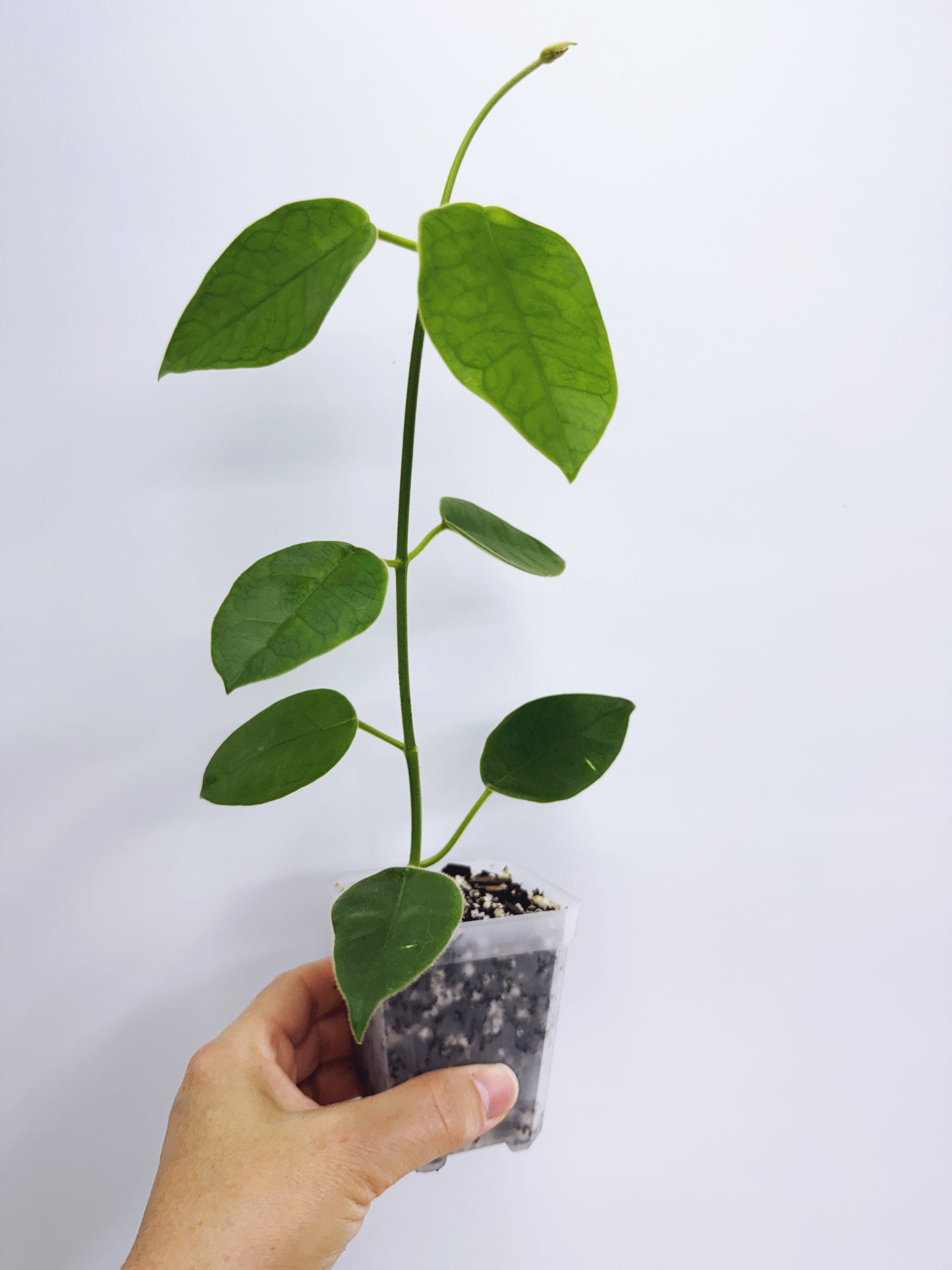 Hoya lauterbachii