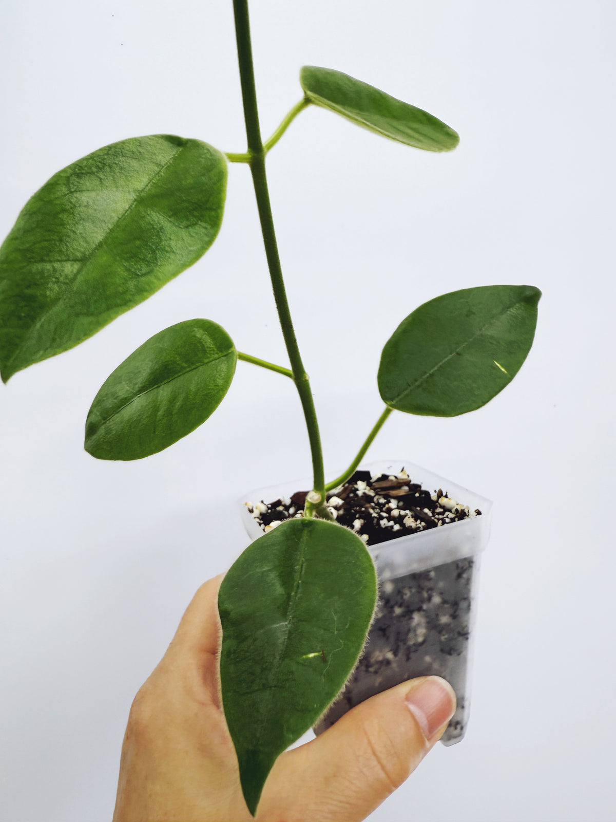 Hoya lauterbachii