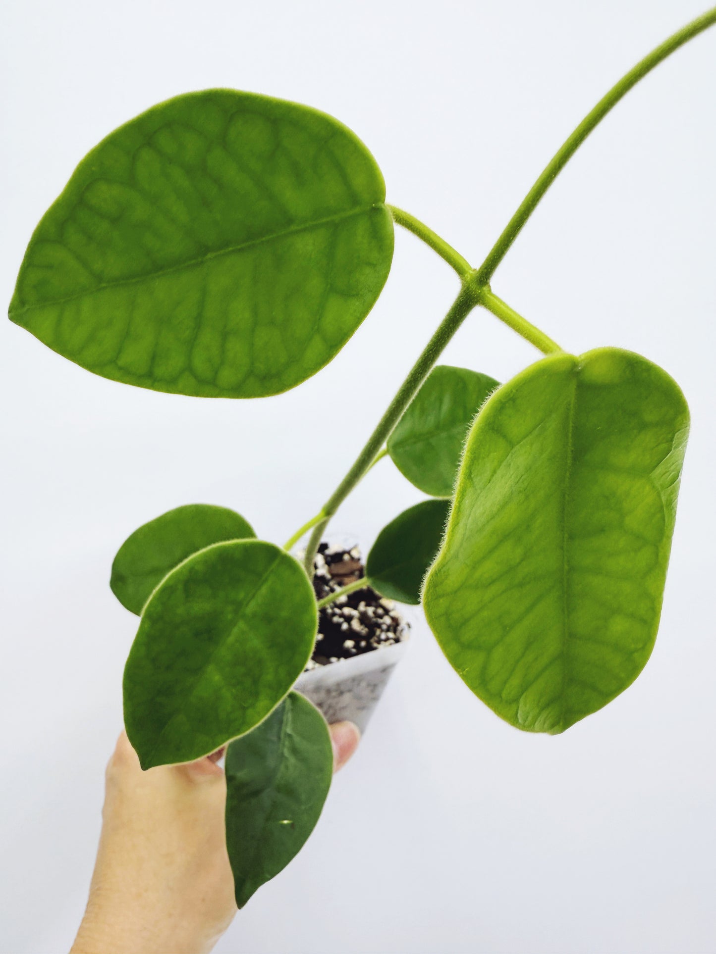 Hoya lauterbachii