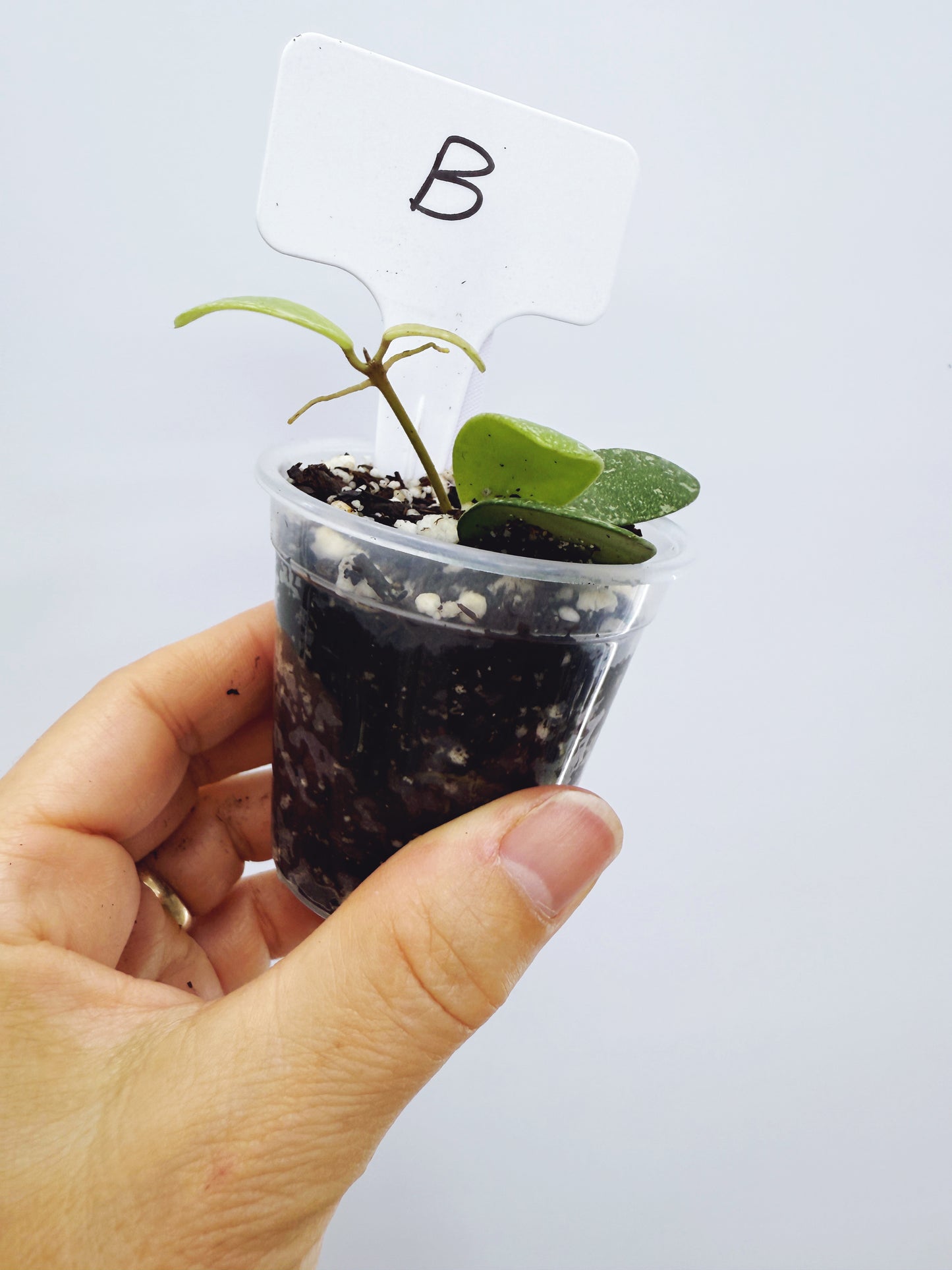 Hoya ETS-10 Splash Plant B