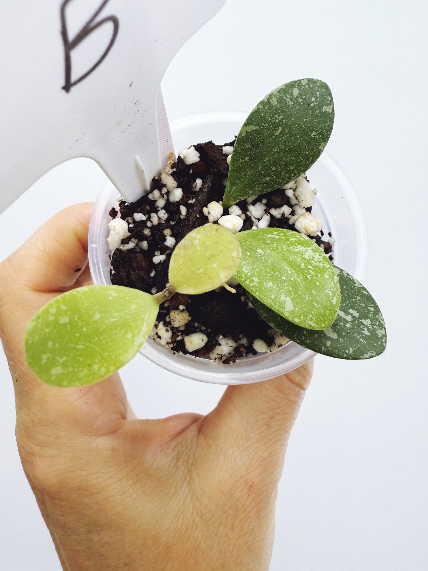 Hoya ETS-10 Splash Plant B