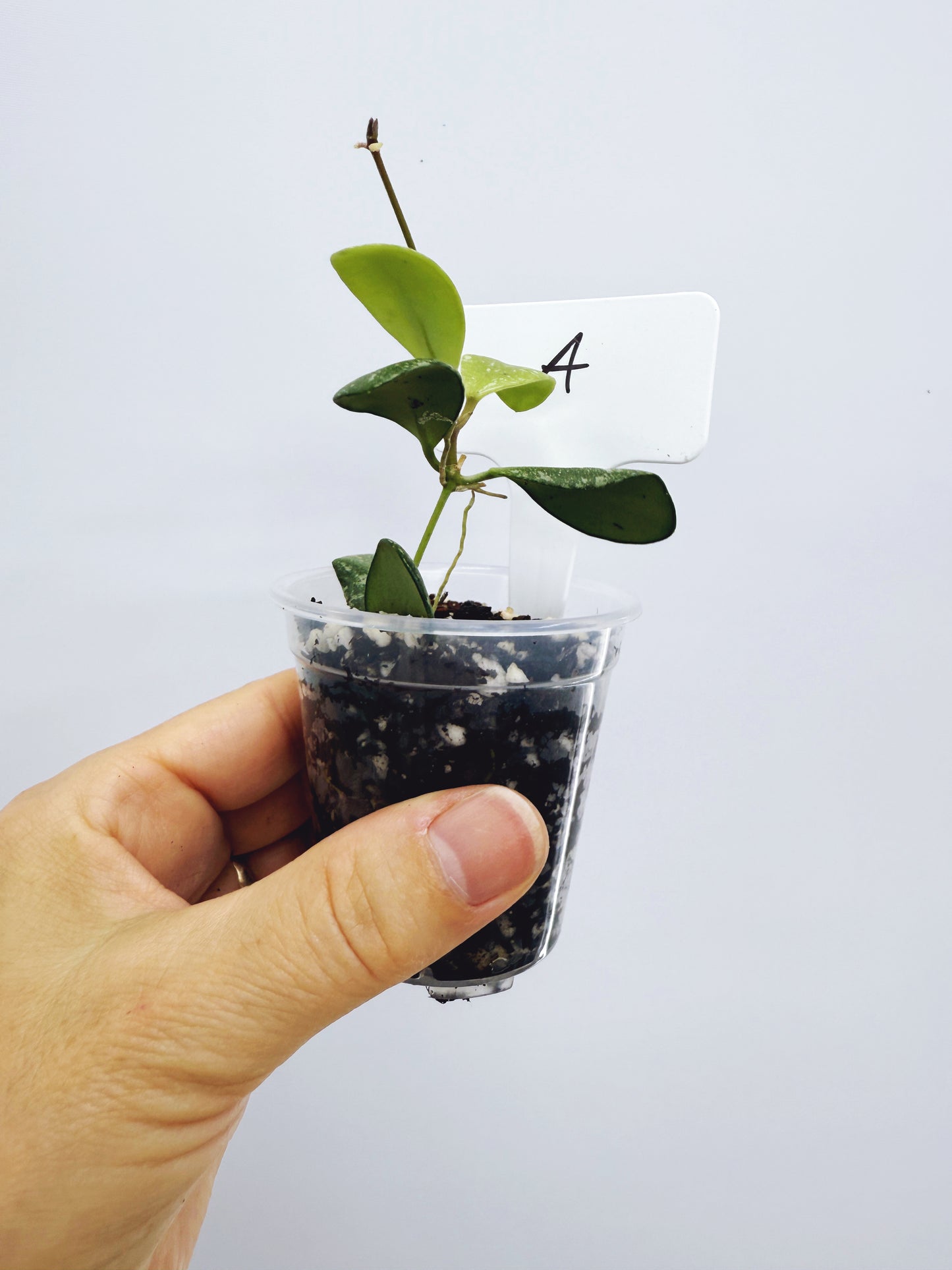 Hoya ETS-10 Splash Plant A