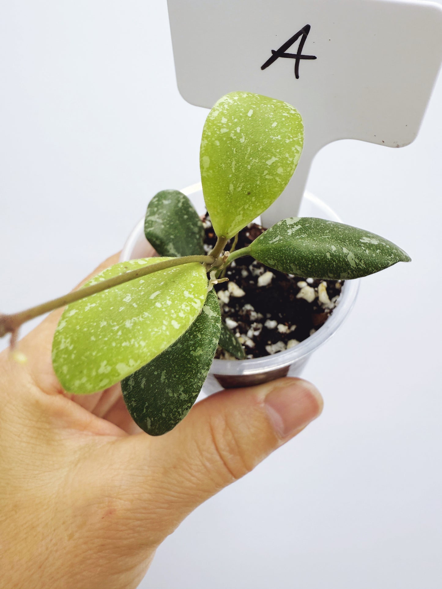 Hoya ETS-10 Splash Plant A
