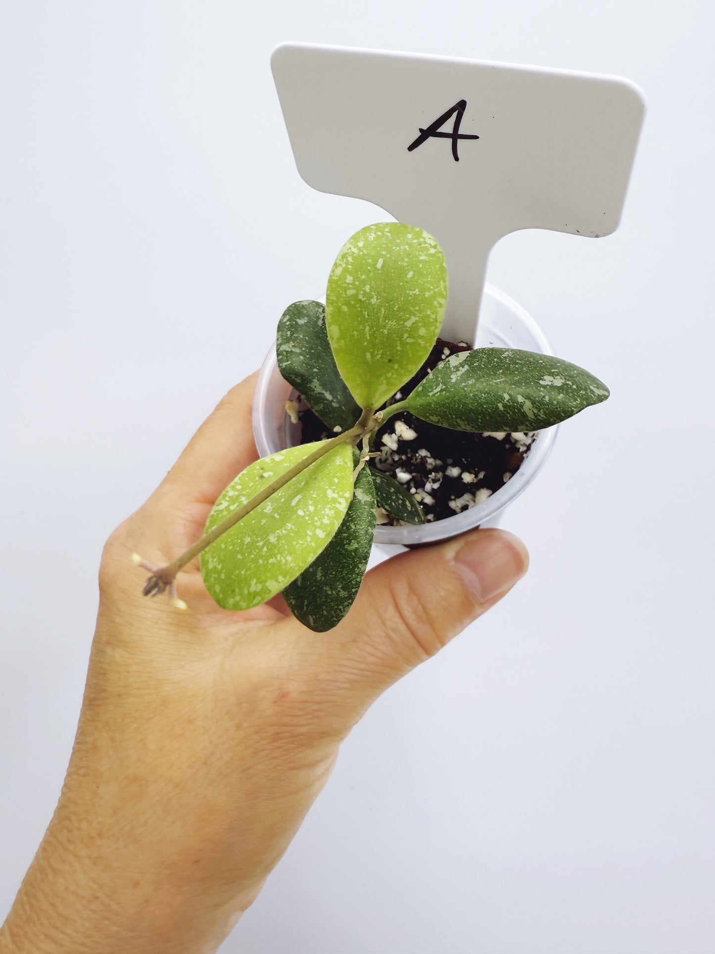 Hoya ETS-10 Splash Plant A