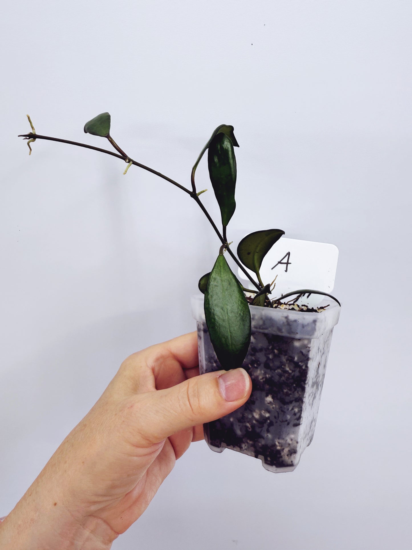 Hoya davidcummingii Plant A